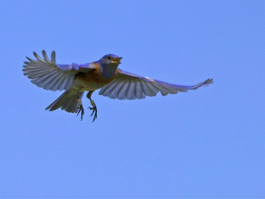 Aggressive male western bluebirds are produced in crowded populations when habitat quality is declining. They disperse farther and are better competitors than nonaggressive males and so are well-equipped to colonize new areas. (Photo: Alex Badyaev/tenbestphotos.com) Aggressive male western bluebirds are produced in crowded populations when habitat quality is declining. They disperse farther and are better competitors than nonaggressive males and so are well-equipped to colonize new areas. (Photo: Alex Badyaev/tenbestphotos.com)